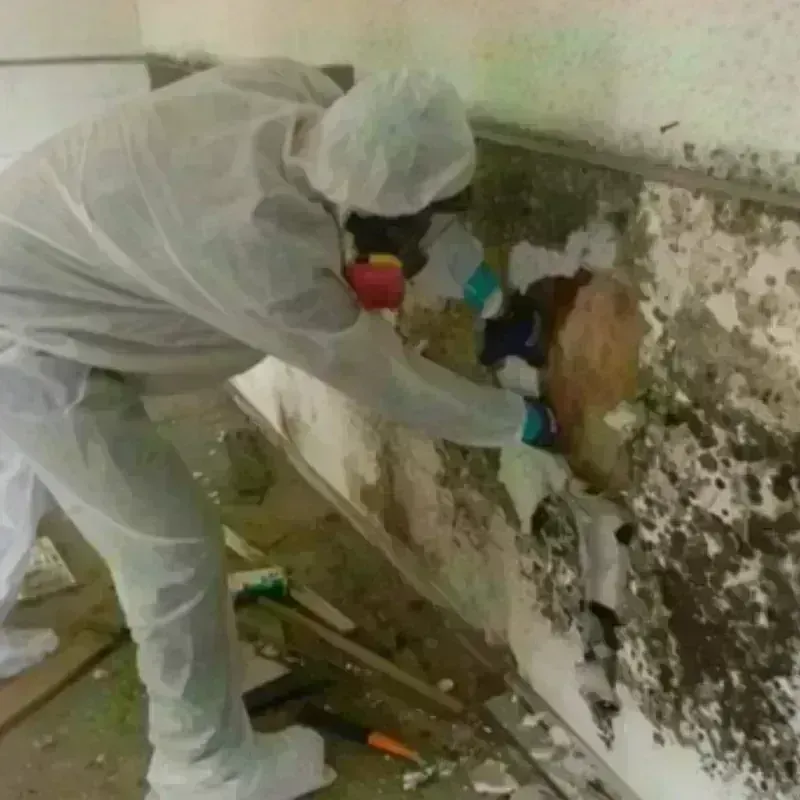 Mold Remediation and Removal in Lincolnville, ME